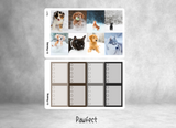 Pawfect